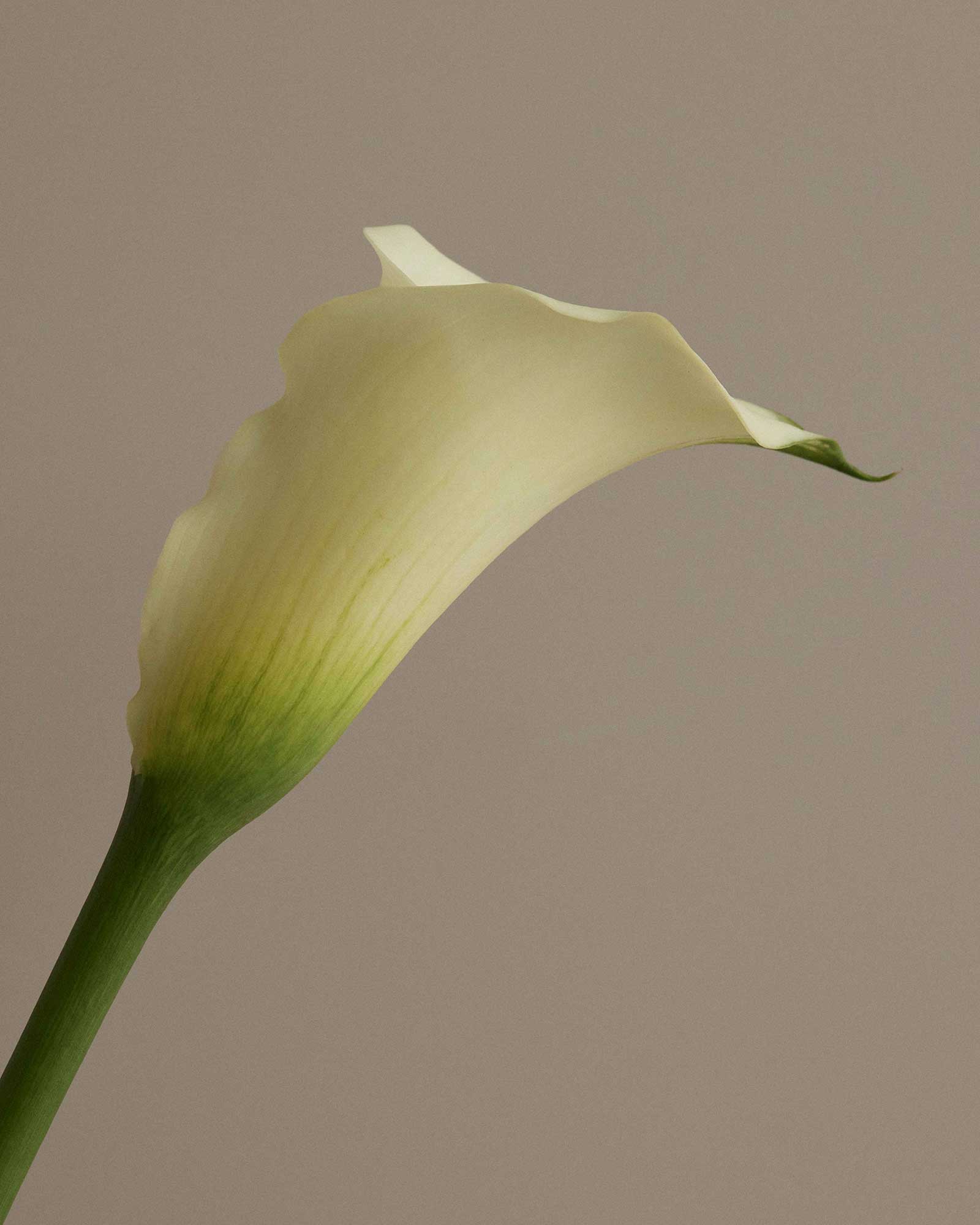 L'AMOUR HEART EARRINGS (STERLING SILVER) - Image 5